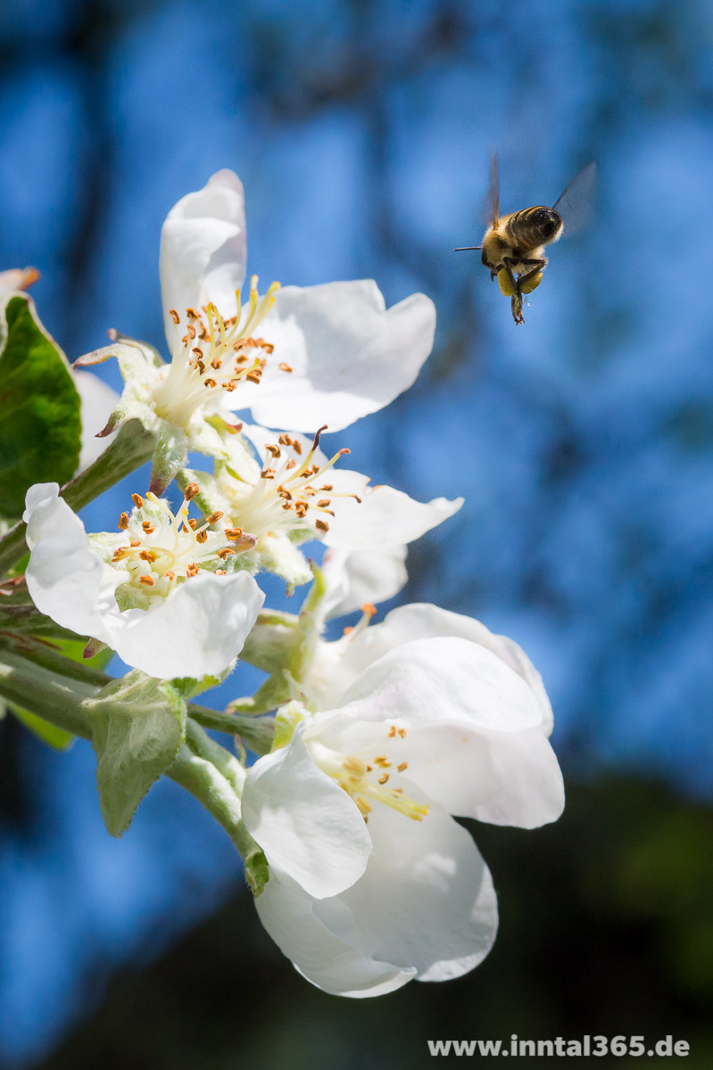 05.05.2016 - Fleißiges Sammeln am Apfelbaum im Garten. Der Frühling kehrt mit voller Wucht zurück.